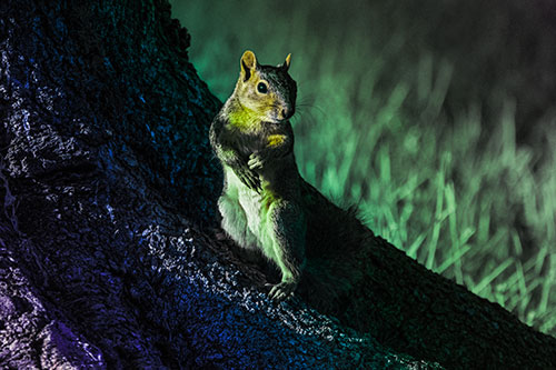 Standing Squirrel Poses Among Sloping Tree Stump (Rainbow Tint)