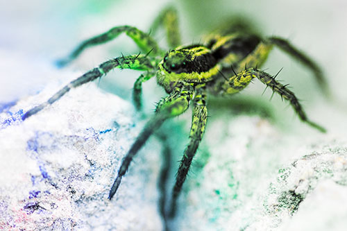 Standing Wolf Spider Guarding Rock Top (Rainbow Tint)