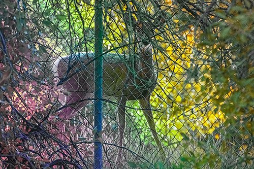 Startled White Tailed Deer Freezes Behind Chain Link Fence (Rainbow Tint)