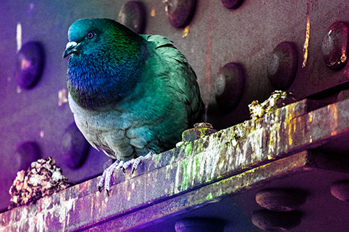 Steel Beam Perched Pigeon Keeping Watch (Rainbow Tint Photo)