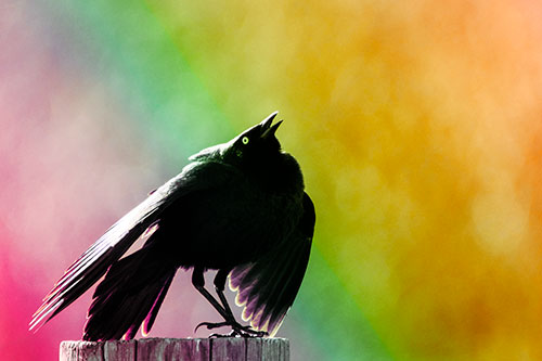 Stomping Grackle Croaking Atop Wooden Fence Post (Rainbow Tint Photo)