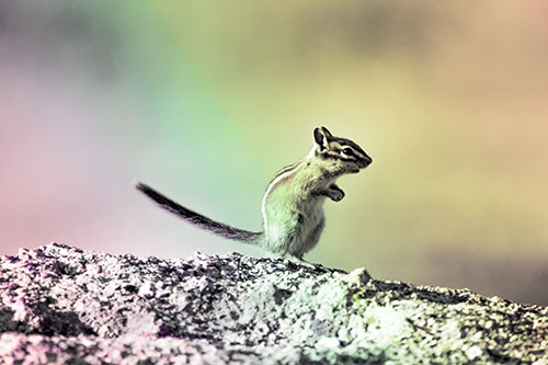 Straight Tailed Standing Chipmunk Clenching Paws (Rainbow Tint Photo)
