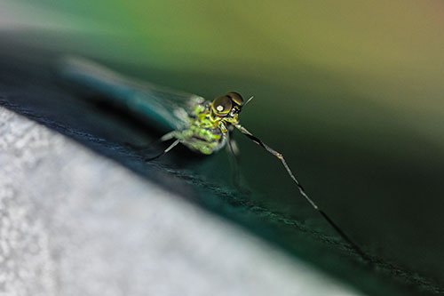 Stretching Mayfly Relaxing Among Shade (Rainbow Tint)