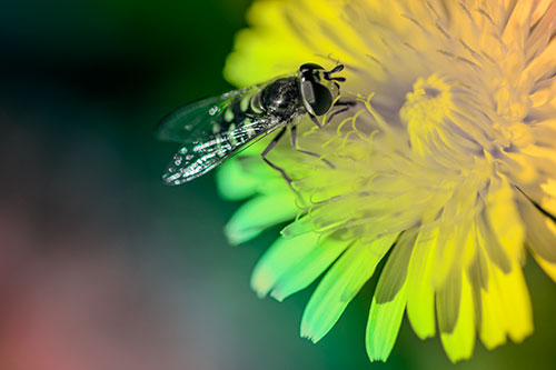Striped Hoverfly Pollinating Flower (Rainbow Tint Photo)