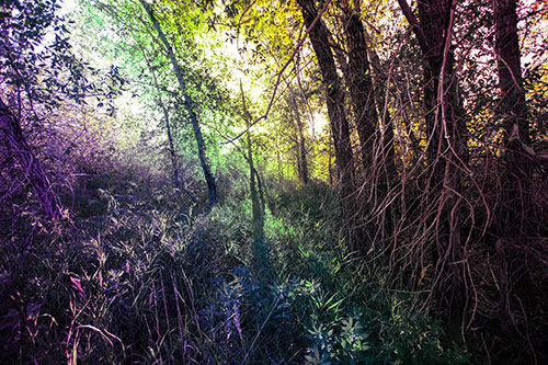 Sunlight Bursts Through Shaded Forest Trees (Rainbow Tint)