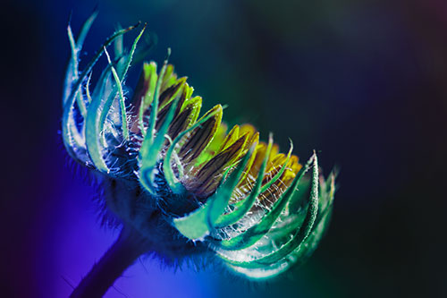 Sunlight Enters Spiky Unfurling Sunflower Bud (Rainbow Tint Photo)