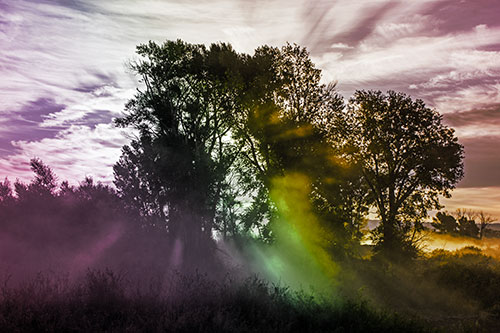 Sunlight Rays Burst Through Fog Surrounded Trees (Rainbow Tint)