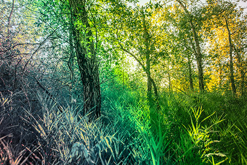 Sunrise Casts Forest Tree Shadows (Rainbow Tint Photo)