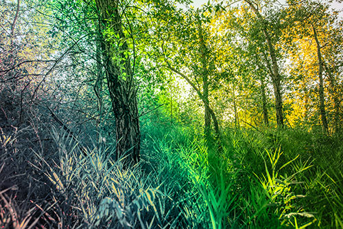 Sunrise Casts Forest Tree Shadows (Rainbow Tint)