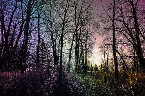 Sunrise Through Snow Covered Trees (Rainbow Tint Photo)