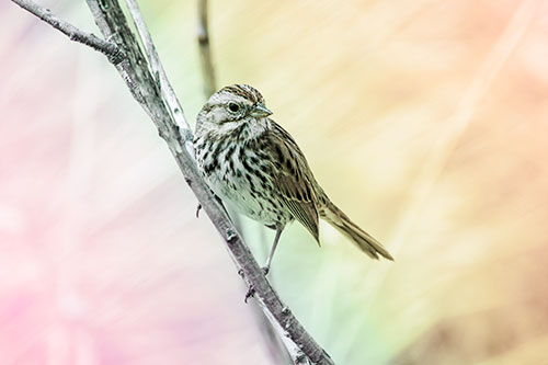 Surfing Song Sparrow Rides Tree Branch (Rainbow Tint Photo)