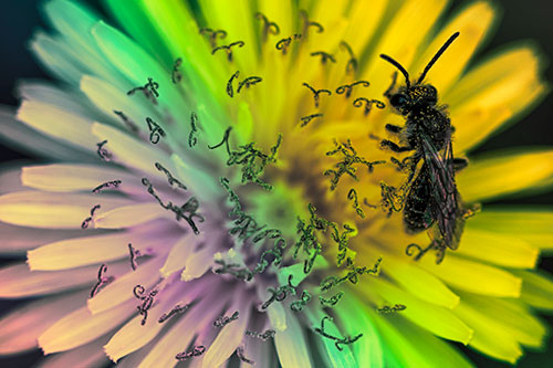 Sweat Bee Collecting Dandelion Pollen (Rainbow Tint Photo)