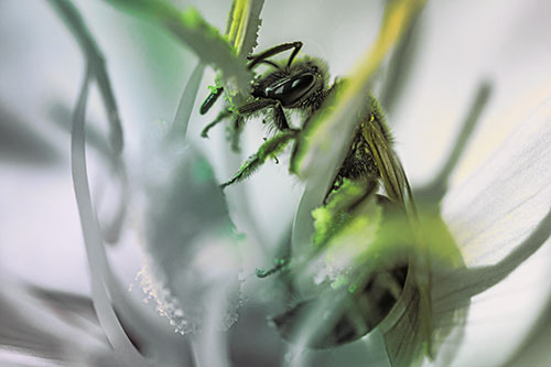 Sweat Bee Collecting Pollen Off Primrose Flower (Rainbow Tint)
