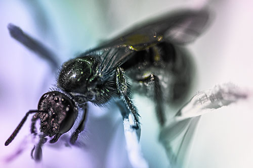 Sweat Bee Enjoying Primrose Flower Pollen (Rainbow Tint)