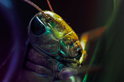 Sweaty Grasshopper Seeking Shade (Rainbow Tint Photo)