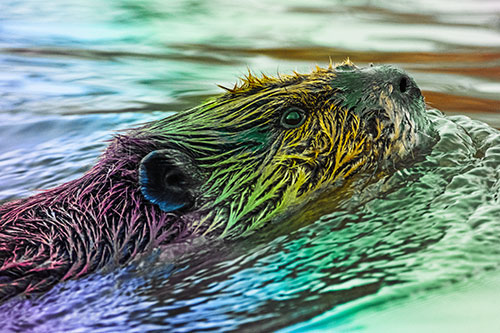 Swimming Beaver Keeping Head Above Water (Rainbow Tint Photo)
