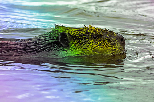 Swimming Beaver Patrols River Surroundings (Rainbow Tint Photo)