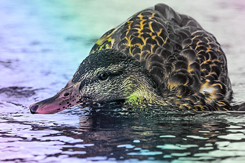 Swimming Female Mallard Duck Hunched Over (Rainbow Tint)