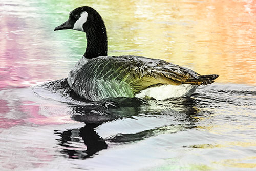Swimming Goose Ripples Through Water (Rainbow Tint Photo)