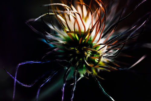 Swirling Pasque Flower Seed Head (Rainbow Tint Photo)