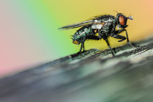Tachinid Fly Curling Arm Among Sloping Wood (Rainbow Tint)