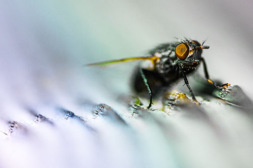Tachinid Fly Poses Among Grooved Wood (Rainbow Tint)
