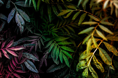 Tattered Fern Plants Emerge From Darkness (Rainbow Tint)