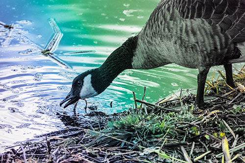 Thirsty Canadian Goose Drinking Water Along Shore (Rainbow Tint)