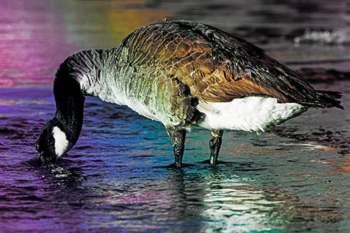 Thirsty Goose Drinking Ice River Water (Rainbow Tint Photo)