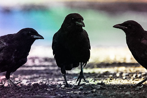 Three Crows Plotting Their Next Move (Rainbow Tint Photo)