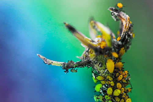 Tiny Aphids Gathered Among Milkweed Claw (Rainbow Tint)