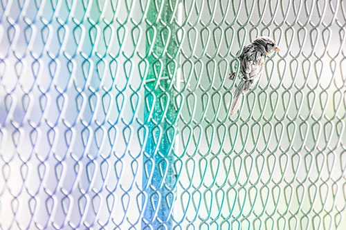Tiny Cassins Finch Bird Clasping Chain Link Fence (Rainbow Tint Photo)