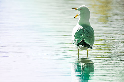 Tired Seagull Yawning Among Shallow Water (Rainbow Tint)