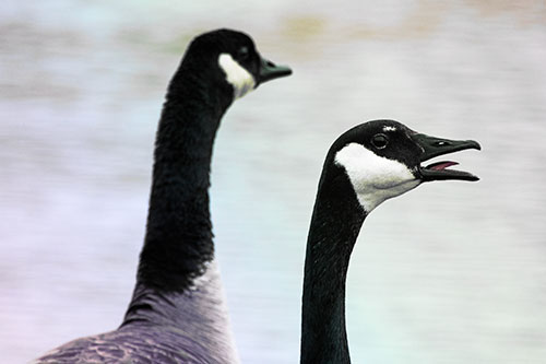 Tongue Screaming Canadian Goose Honking Towards Intruders (Rainbow Tint Photo)