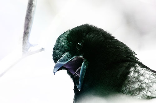 Tongue Screaming Crow Among Light (Rainbow Tint Photo)