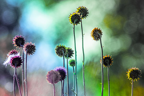 Towering Nodding Thistle Flowers From Behind (Rainbow Tint Photo)