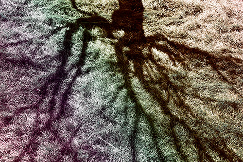 Tree Branch Shadows Creepy Crawling Over Dead Grass (Rainbow Tint Photo)