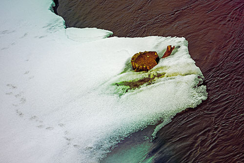 Tree Stump Eyed Snow Face Creature Along River Shoreline (Rainbow Tint Photo)