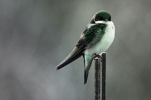 Tree Swallow Keeping Watch (Rainbow Tint Photo)