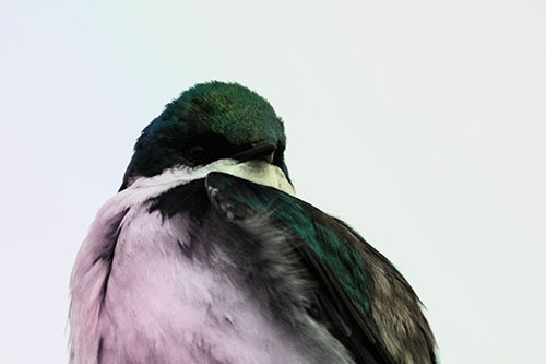 Tree Swallow Watching Surroundings (Rainbow Tint Photo)