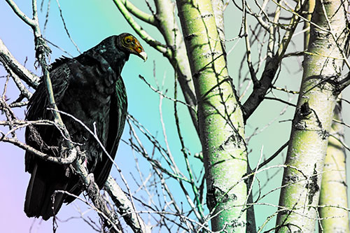 Turkey Vulture Perched Atop Tattered Tree Branch (Rainbow Tint Photo)