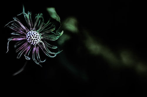 Twirling Aster Flower Among Darkness (Rainbow Tint Photo)