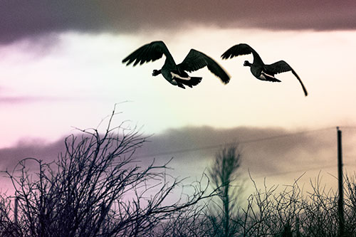 Two Canadian Geese Flying Over Trees (Rainbow Tint Photo)