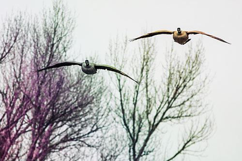 Two Canadian Geese Honking During Flight (Rainbow Tint Photo)