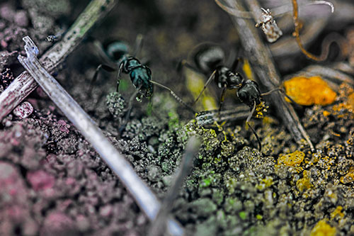 Two Carpenter Ants Working Hard Among Soil (Rainbow Tint Photo)