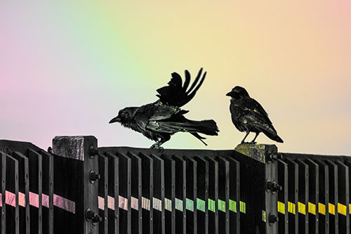 Two Crows Gather Along Wooden Fence (Rainbow Tint Photo)