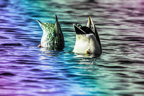 Two Ducks Upside Down In Lake (Rainbow Tint Photo)