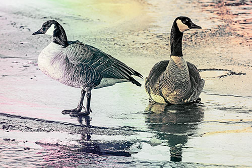Two Geese Embrace Sunrise Atop Ice Frozen River (Rainbow Tint Photo)