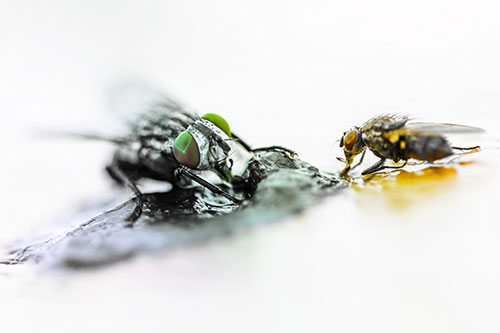 Two Hungry Cluster Flies Feasting Together (Rainbow Tint)