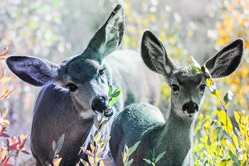 Two Mule Deer Enjoying Leafy Breakfast (Rainbow Tint)